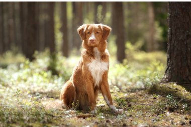 Köpek Nova Scotia Duck Tolling Retriever yaz Park'ta yürüyordunuz
