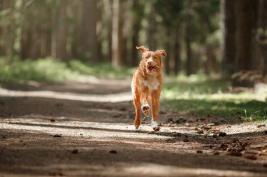 Köpek Nova Scotia Duck Tolling Retriever yaz Park'ta yürüyordunuz