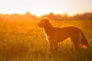 Köpek Nova Scotia Duck Tolling Retriever yürüyüş