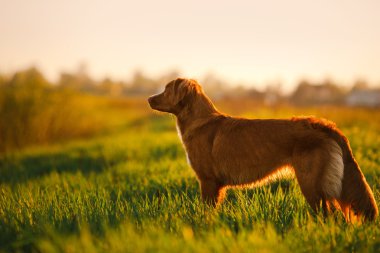 Köpek Nova Scotia Duck Tolling Retriever yürüyüş