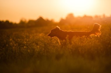 Köpek Nova Scotia Duck Tolling Retriever yürüyüş