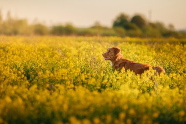 Köpek Nova Scotia Duck Tolling Retriever yürüyüş