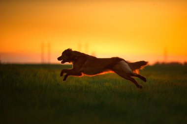 Köpek Nova Scotia Duck Tolling Retriever yürüyüş