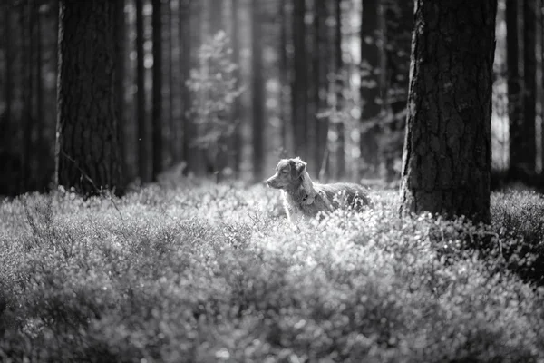 Chien Nouvelle-Écosse Duck Tolling Retriever marche dans un parc d'été — Photo