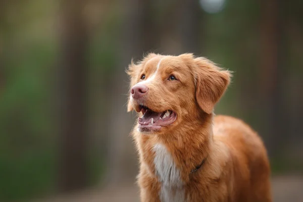 Dog Nova Scotia Duck Tolling Retriever walking in summer park