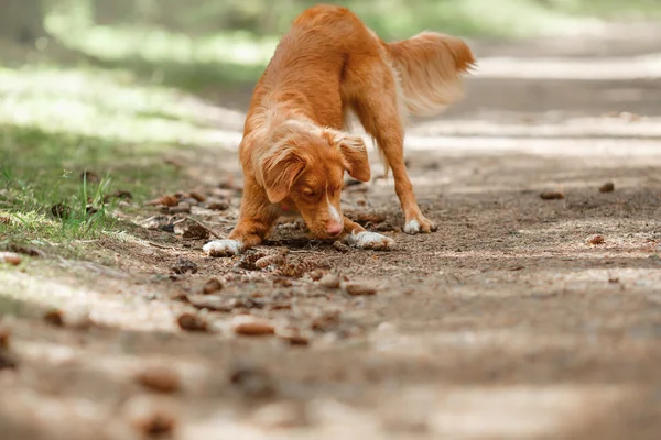 Dog Nova Scotia Duck Tolling Retriever walking in summer park