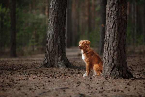 Собака Нова Шотландія качка дзвін лабрадорів ретріверів ходити в літніх парк — стокове фото