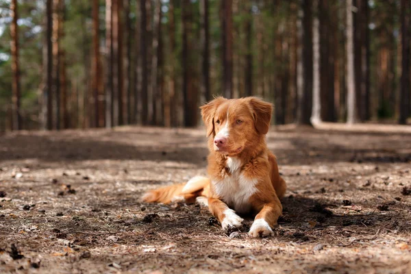 Perro Nova Scotia Duck Tolling Retriever caminando en el parque de verano — Foto de Stock