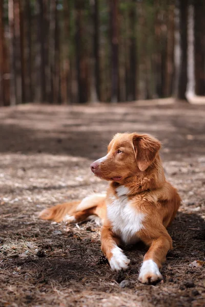 Dog Nova Scotia Duck Tolling Retriever caminhando no parque de verão — Fotografia de Stock