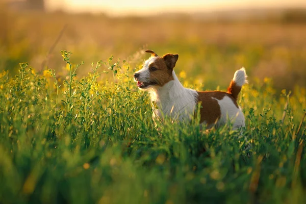 Hund Jack Russell Terrier — Stockfoto