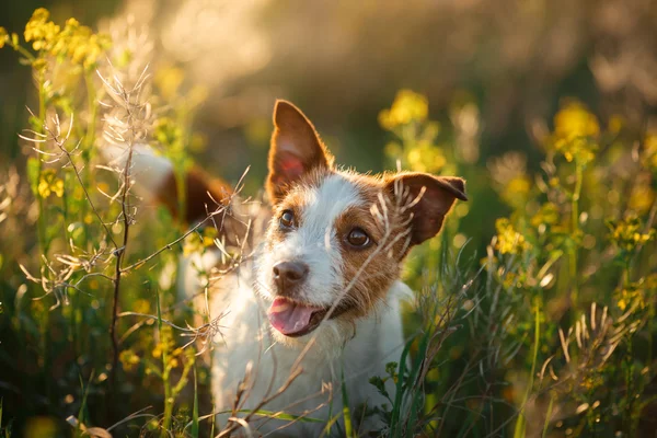 Hund Jack Russell Terrier — Stockfoto