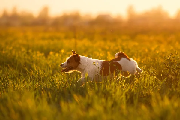 Köpek Jack Russell Terrier — Stok fotoğraf