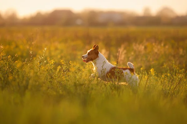 Perro jack russell terrier —  Fotos de Stock