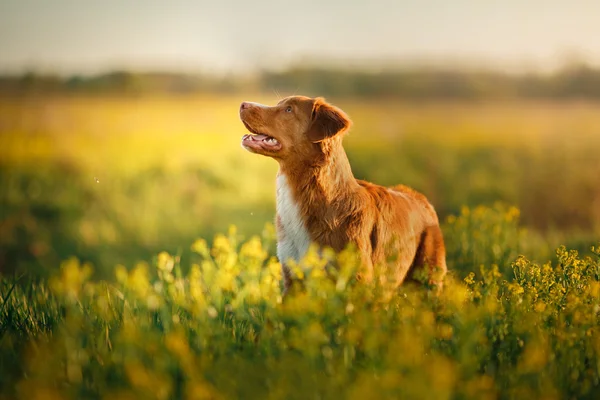 Pies Nova Scotia Duck Tolling Retriever spaceru — Zdjęcie stockowe