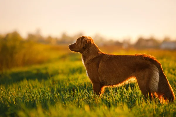 Pies Nova Scotia Duck Tolling Retriever spaceru — Zdjęcie stockowe