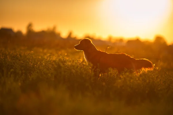Dog Nova Scotia Duck Tolling Retriever caminhando — Fotografia de Stock