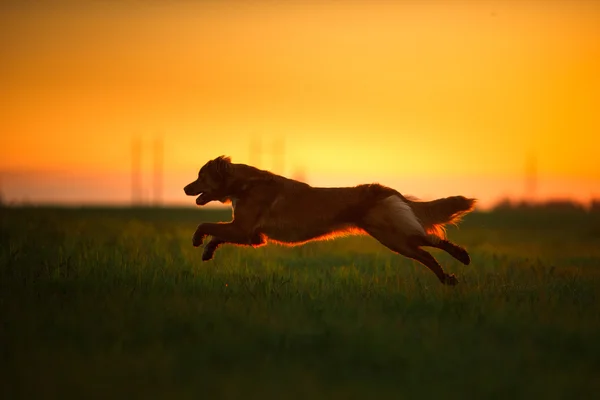 Hond Nova Scotia Duck Tolling Retriever wandelen — Stockfoto
