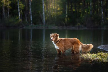 Köpek Nova Scotia Duck Tolling Retriever yürüyüş