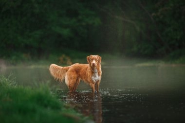 Köpek Nova Scotia Duck Tolling Retriever yürüyüş