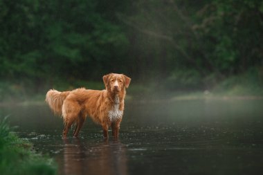 Köpek Nova Scotia Duck Tolling Retriever yürüyüş