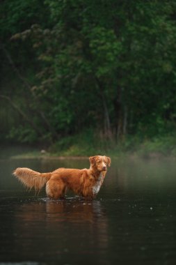 Köpek Nova Scotia Duck Tolling Retriever yürüyüş