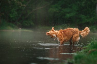 Köpek Nova Scotia Duck Tolling Retriever yürüyüş