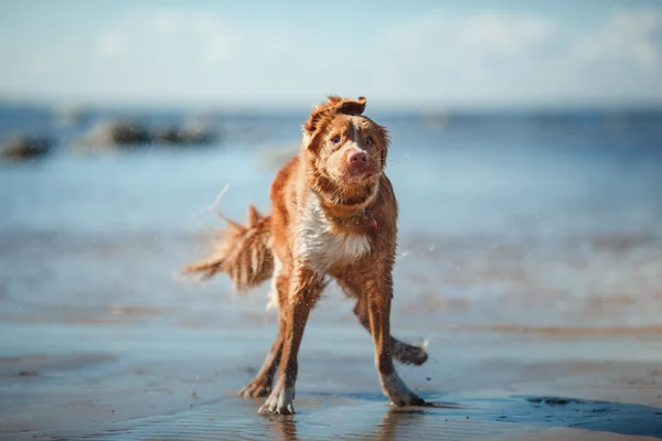 Dog Nova Scotia Ente Maut Retriever Gassi gehen — Stockfoto