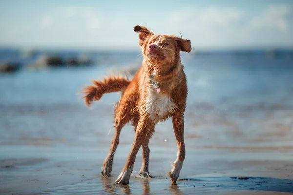 Dog Nova Scotia Duck Tolling Retriever caminhando — Fotografia de Stock