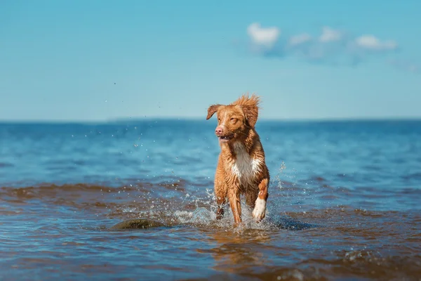 Perro Nova Scotia Duck Tolling Retriever caminar —  Fotos de Stock