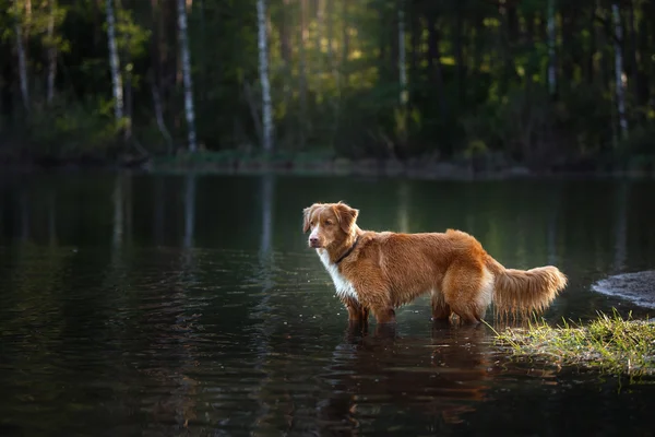 犬ノバスコシア ダック ・ トーリング ・ レトリーバー ウォーキング — ストック写真