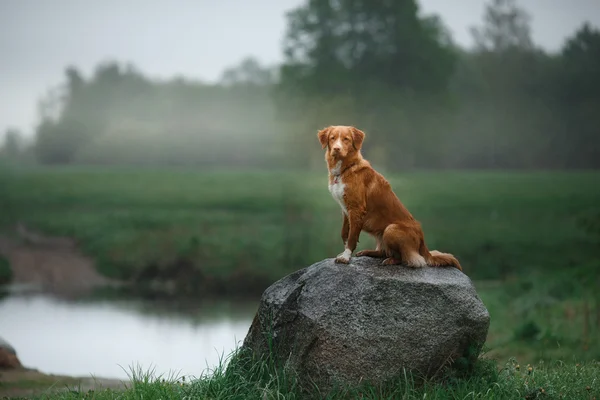 Köpek Nova Scotia Duck Tolling Retriever yürüyüş — Stok fotoğraf