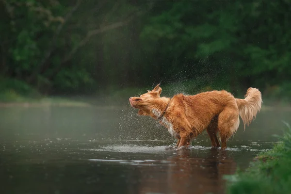 Σκύλος Nova Scotia Duck διοδίων Retriever περπάτημα — Φωτογραφία Αρχείου