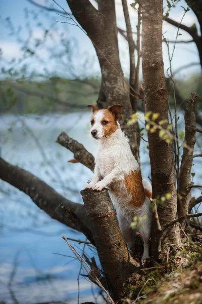 Köpek Jack Russell Terrier yürüyüş — Stok fotoğraf