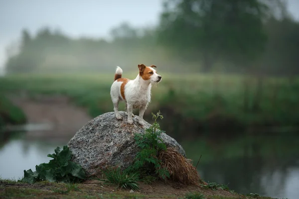 Köpek Jack Russell Terrier yürüyüş — Stok fotoğraf