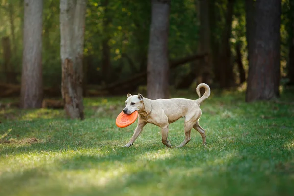 Anjing ras Amerika Staffordshire Terrier berjalan di taman musim gugur — Stok Foto