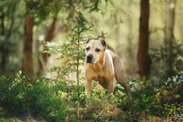 Hunderasse American Staffordshire Terrier läuft im Herbst Park — Stockfoto