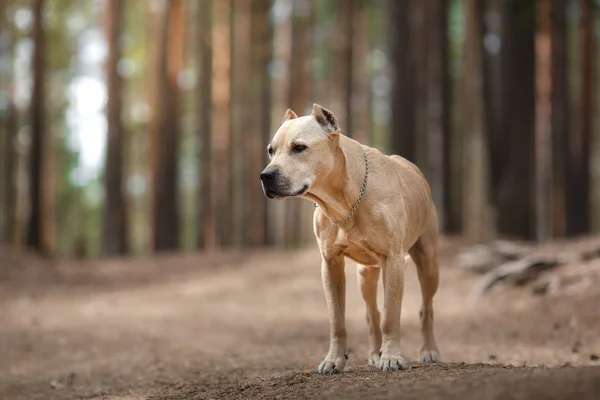 Hond ras Amerikaanse Staffordshire Terriër wandelen in herfst park — Stockfoto