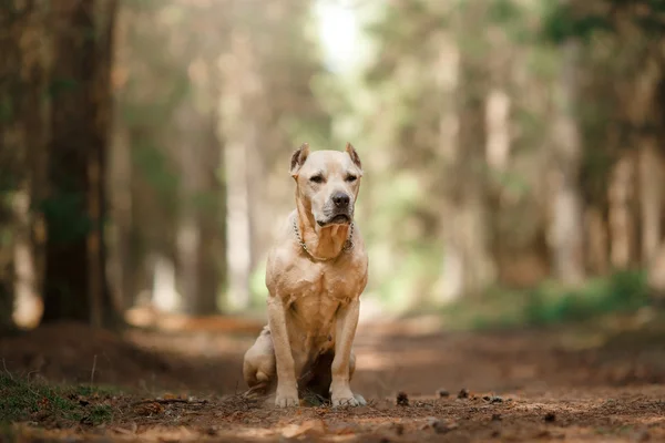 Σκύλος φυλή αμερικανικό Terrier Staffordshire περπάτημα στο πάρκο φθινόπωρο — Φωτογραφία Αρχείου