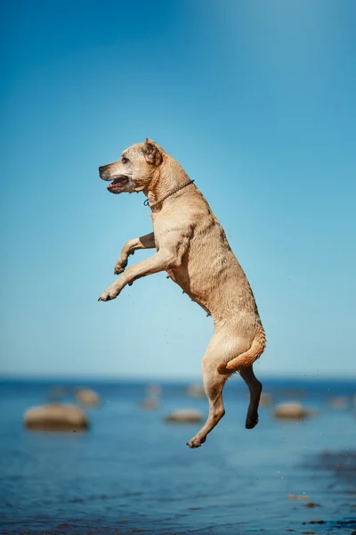 Chien de race American Staffordshire Terrier randonnée, été — Photo