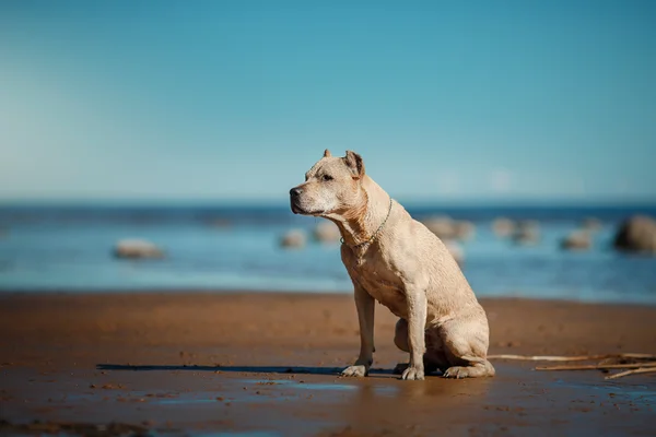 Razza di cane American Staffordshire Terrier a piedi, estate — Foto Stock
