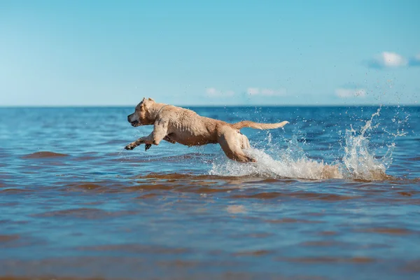 Razza di cane American Staffordshire Terrier a piedi, estate — Foto Stock