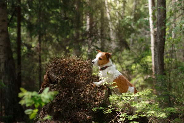 Köpek Jack Russell Terrier yürüyüş — Stok fotoğraf
