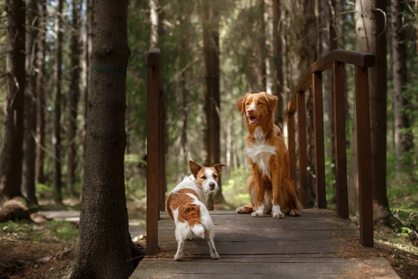 Dog Jack Russell Terrier walking and Dog Nova Scotia Duck Tolling Retriever — Stock Photo, Image