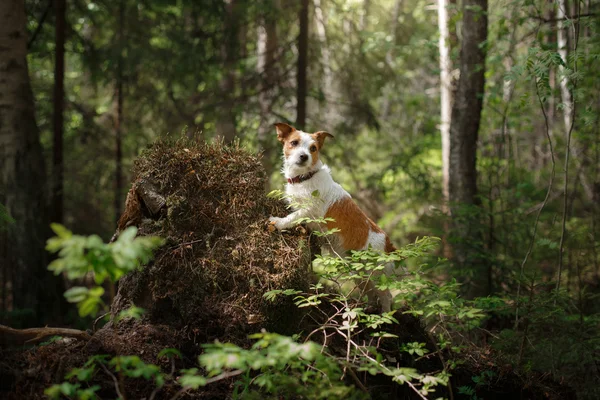 Dog Jack Russell Terrier andando — Fotografia de Stock