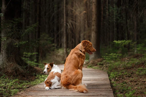 Dog Jack Russell Terrier walking and Dog Nova Scotia Duck Tolling Retriever — Stock Photo, Image