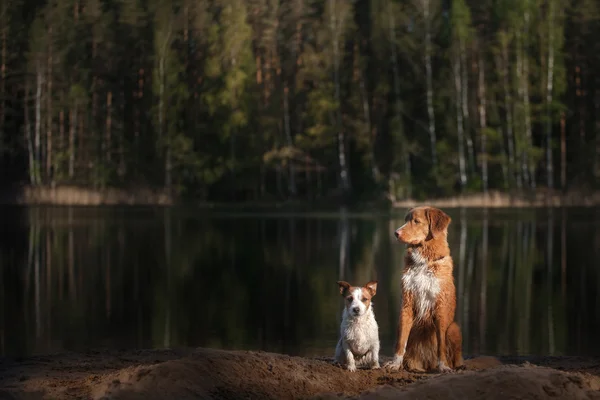 Pes Jack Russell teriér chůzi a Dog Nova Scotia Duck Tolling retrívr — Stock fotografie