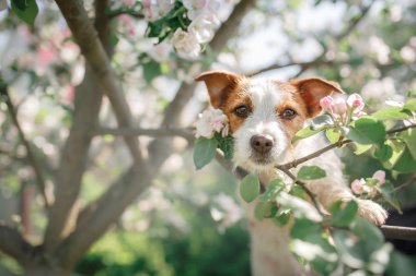 Dog Jack Russell sitting on a tree clipart