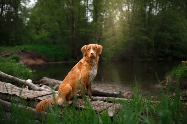 Hunden Nova Scotia Duck Tolling Retriever promenader — Stockfoto