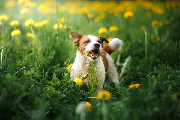 Hund Jack Russell Terrier Gassi gehen — Stockfoto