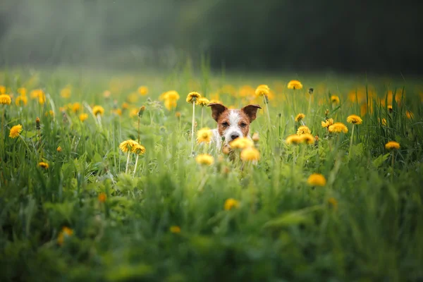 Perro Jack Russell Terrier caminando — Foto de Stock